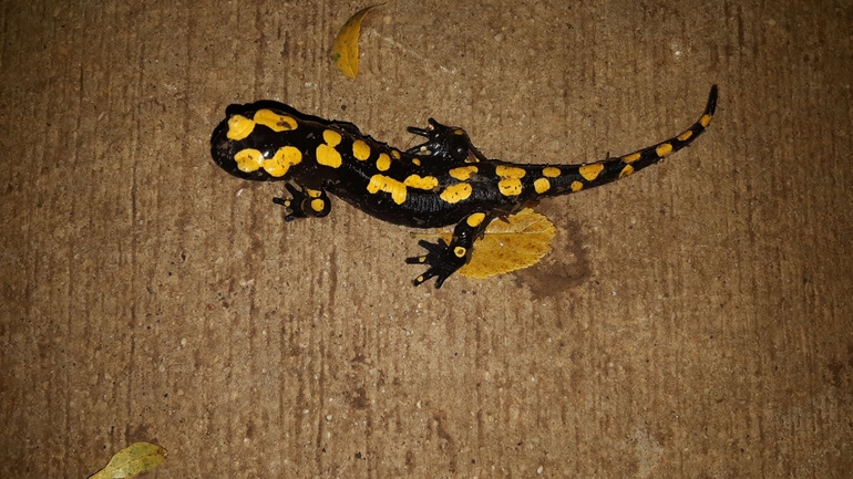 Salamandra infraimmaculata  photographed by רמדאן עיסא 