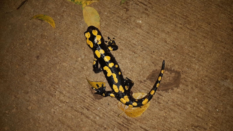 Salamandra infraimmaculata  photographed by רמדאן עיסא 