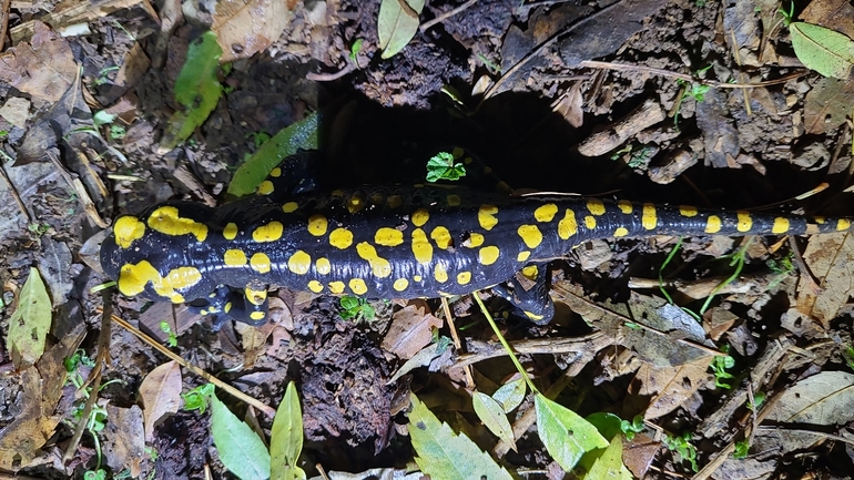 Salamandra infraimmaculata  photographed by רמדאן עיסא 