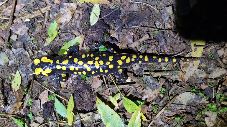 Salamandra infraimmaculata  photographed by רמדאן עיסא 