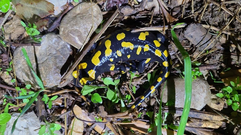 Salamandra infraimmaculata  photographed by רמדאן עיסא 