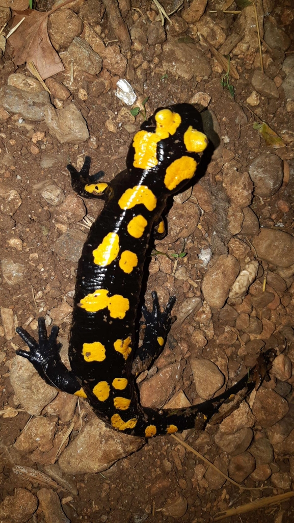 Salamandra infraimmaculata  photographed by רמדאן עיסא 