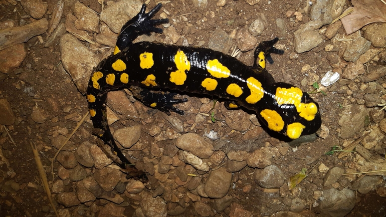 Salamandra infraimmaculata  photographed by רמדאן עיסא 