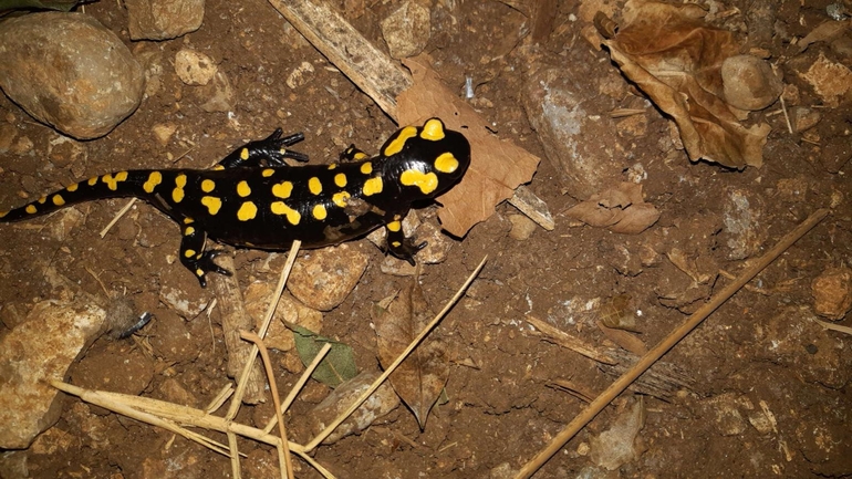 Salamandra infraimmaculata  photographed by רמדאן עיסא 