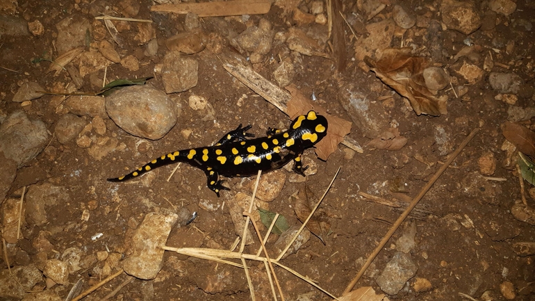 Salamandra infraimmaculata  photographed by רמדאן עיסא 