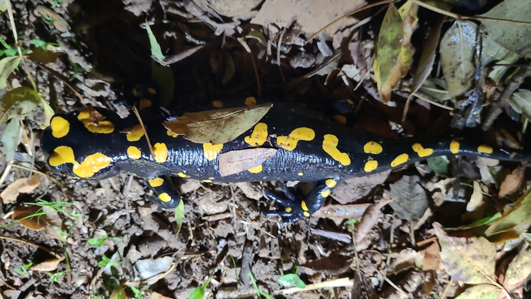 Salamandra infraimmaculata  photographed by רמדאן עיסא 