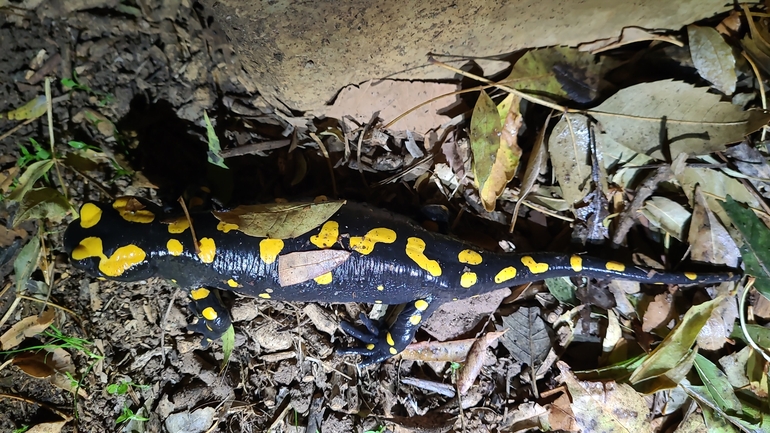 Salamandra infraimmaculata  photographed by רמדאן עיסא 