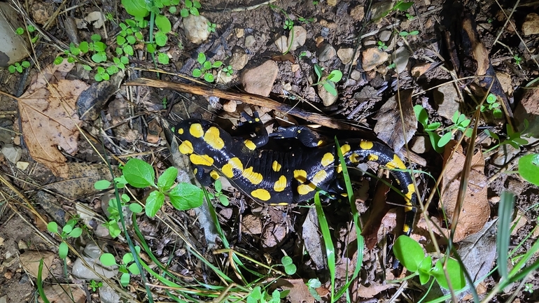 Salamandra infraimmaculata  photographed by רמדאן עיסא 