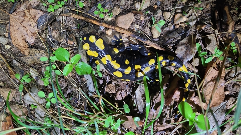 Salamandra infraimmaculata  photographed by רמדאן עיסא 