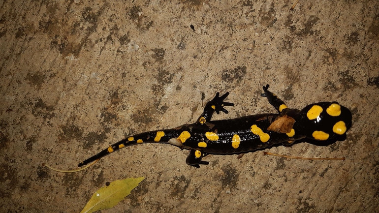 Salamandra infraimmaculata  photographed by רמדאן עיסא 