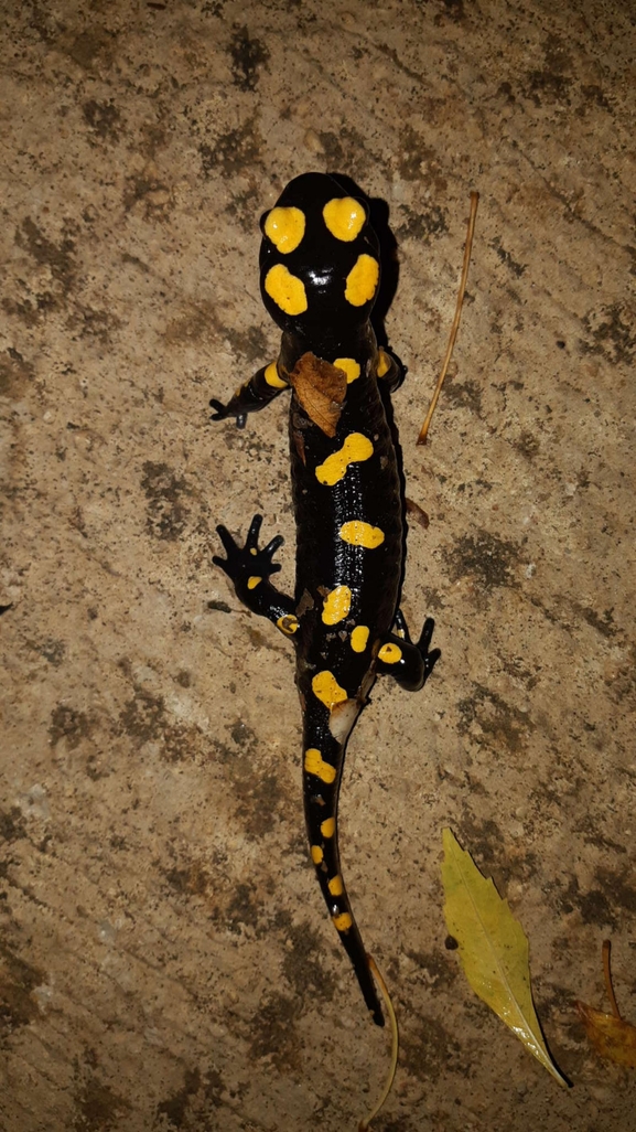 Salamandra infraimmaculata  photographed by רמדאן עיסא 