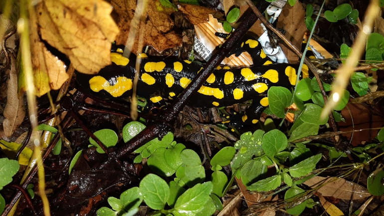 Salamandra infraimmaculata  photographed by רמדאן עיסא 