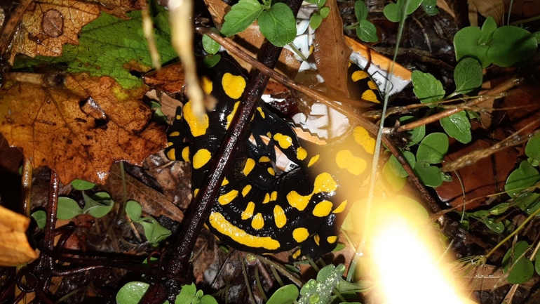 Salamandra infraimmaculata  photographed by רמדאן עיסא 