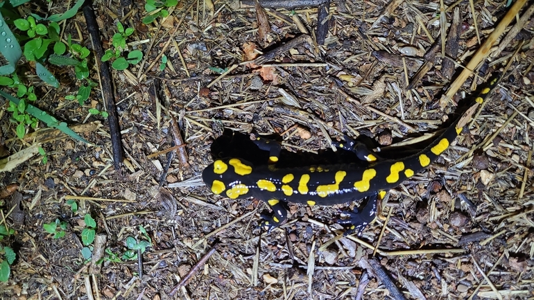 Salamandra infraimmaculata  photographed by רמדאן עיסא 