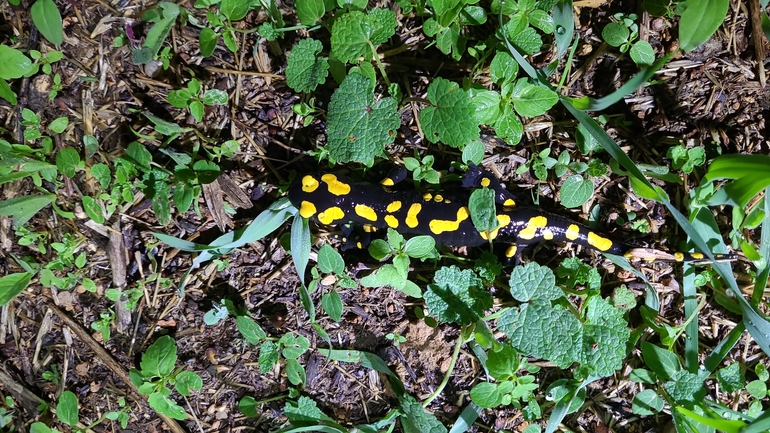 Salamandra infraimmaculata  photographed by רמדאן עיסא 