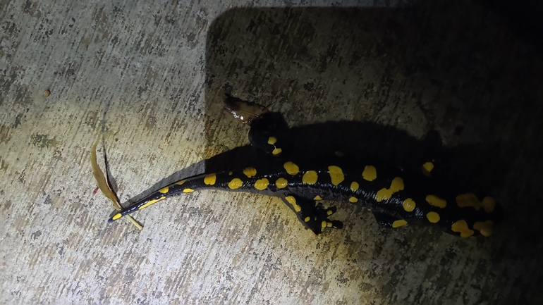 Salamandra infraimmaculata  photographed by רמדאן עיסא 