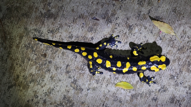 Salamandra infraimmaculata  photographed by רמדאן עיסא 