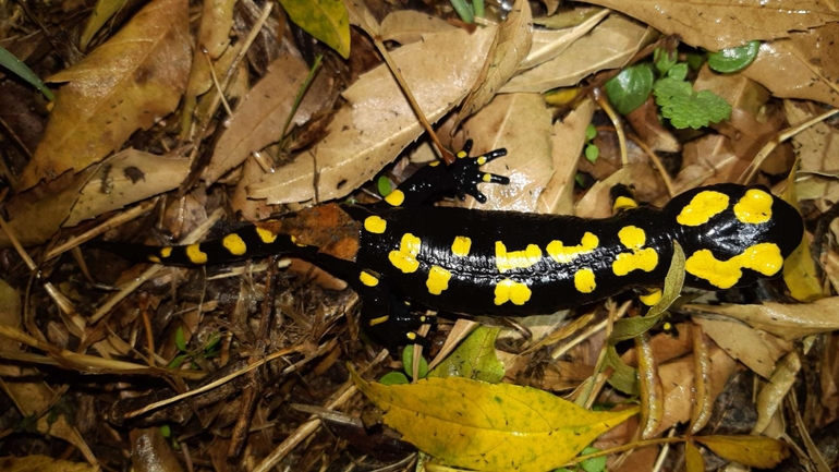 Salamandra infraimmaculata  photographed by רמדאן עיסא 