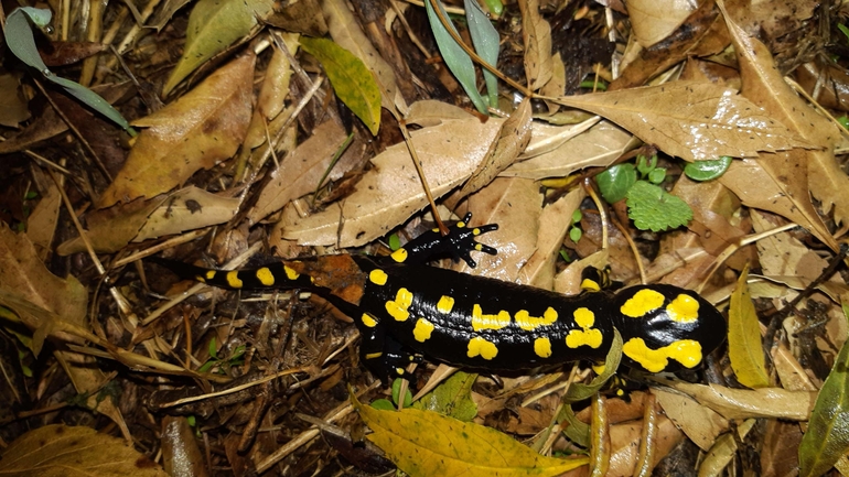 Salamandra infraimmaculata  photographed by רמדאן עיסא 