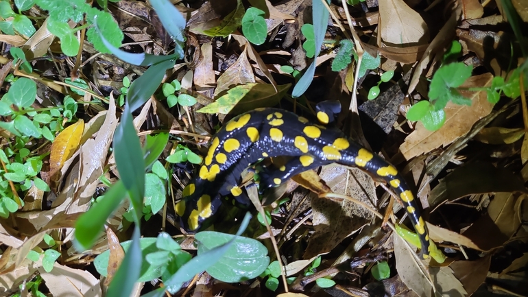 Salamandra infraimmaculata  photographed by רמדאן עיסא 