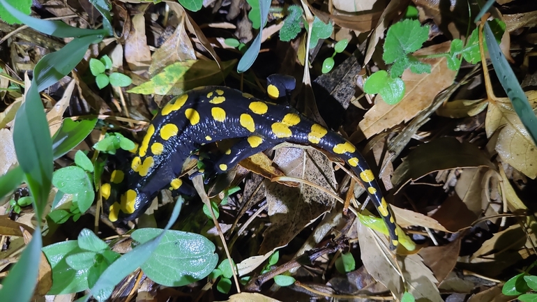 Salamandra infraimmaculata  photographed by רמדאן עיסא 