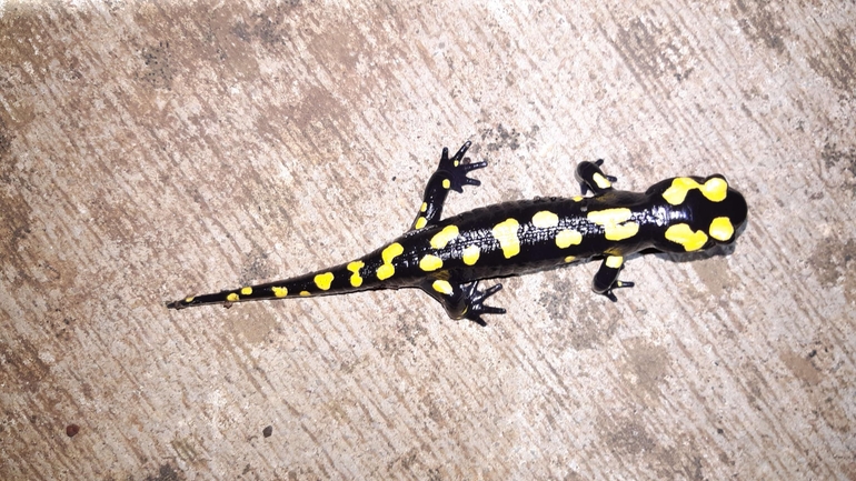 Salamandra infraimmaculata  photographed by רמדאן עיסא 