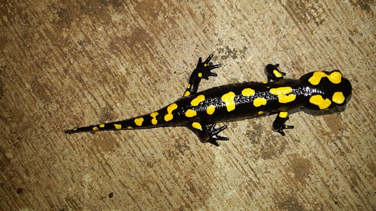 Salamandra infraimmaculata  photographed by רמדאן עיסא 