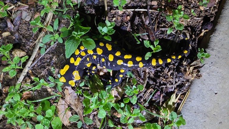 Salamandra infraimmaculata  photographed by רמדאן עיסא 