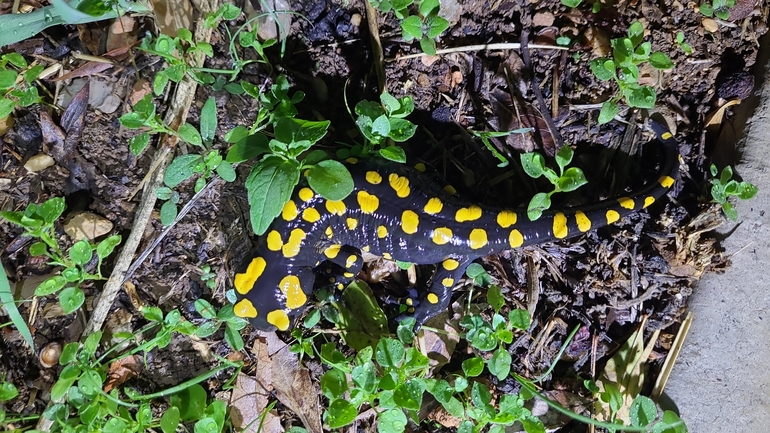 Salamandra infraimmaculata  photographed by רמדאן עיסא 