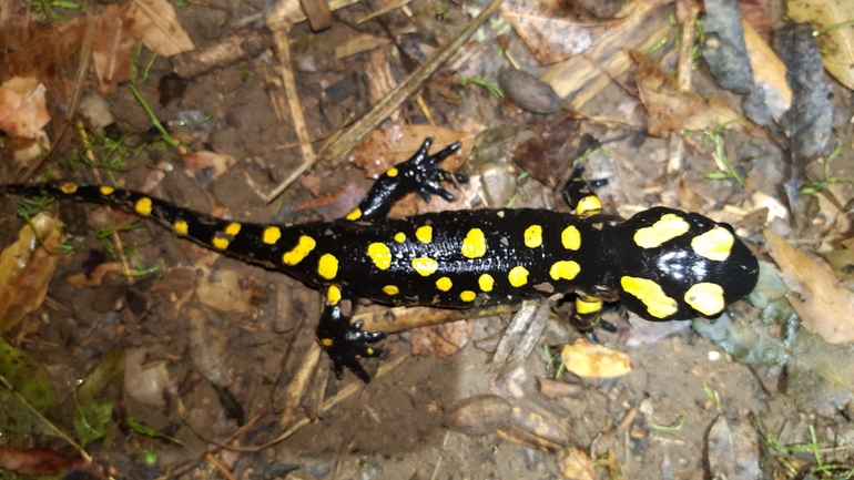 Salamandra infraimmaculata  photographed by רמדאן עיסא 