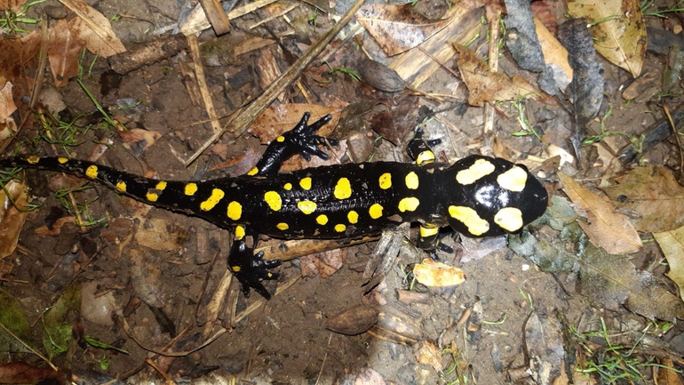 Salamandra infraimmaculata  photographed by רמדאן עיסא 