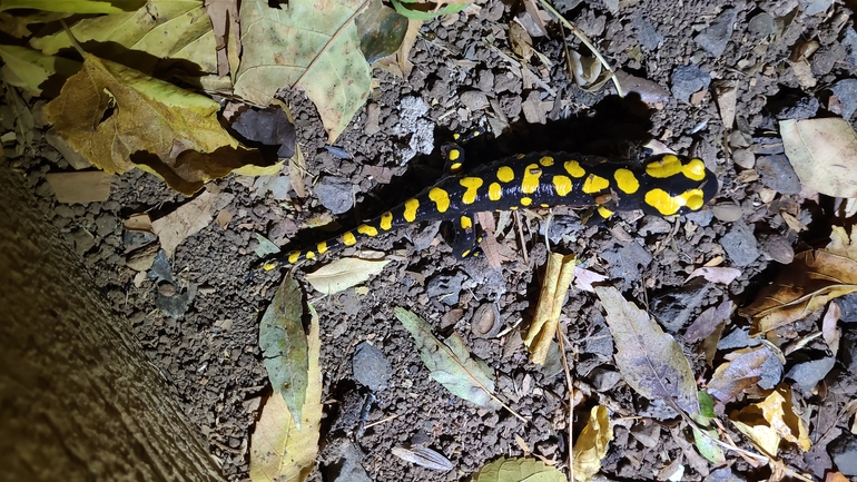 Salamandra infraimmaculata  photographed by רמדאן עיסא 