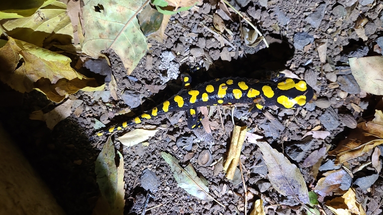 Salamandra infraimmaculata  photographed by רמדאן עיסא 