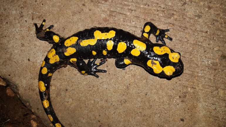 Salamandra infraimmaculata  photographed by רמדאן עיסא 