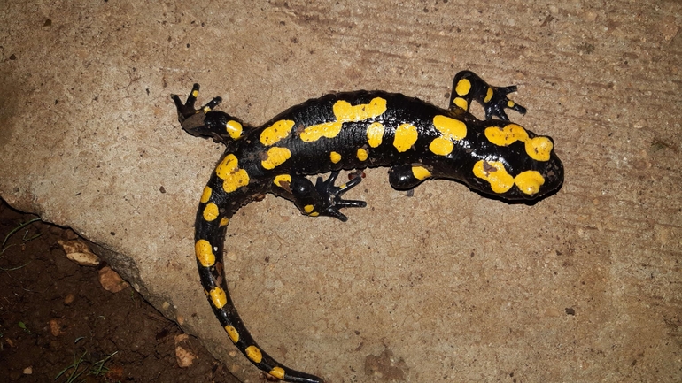 Salamandra infraimmaculata  photographed by רמדאן עיסא 