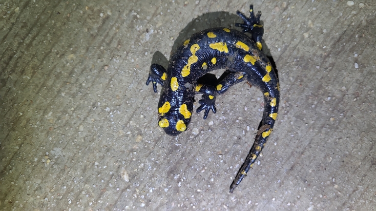 Salamandra infraimmaculata  photographed by רמדאן עיסא 