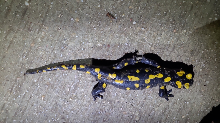 Salamandra infraimmaculata  photographed by רמדאן עיסא 