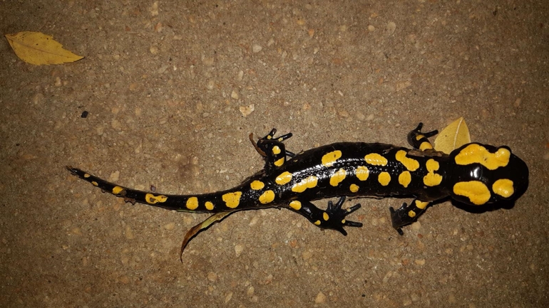 Salamandra infraimmaculata  photographed by רמדאן עיסא 