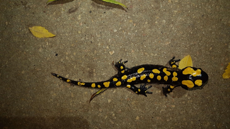 Salamandra infraimmaculata  photographed by רמדאן עיסא 