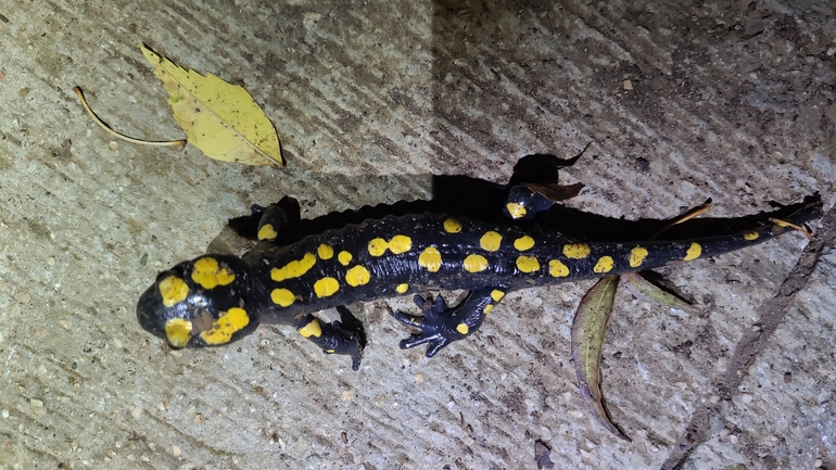 Salamandra infraimmaculata  photographed by רמדאן עיסא 