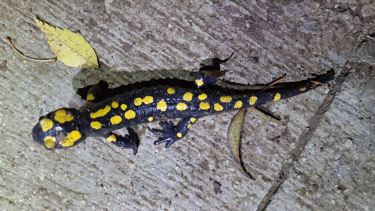 Salamandra infraimmaculata  photographed by רמדאן עיסא 