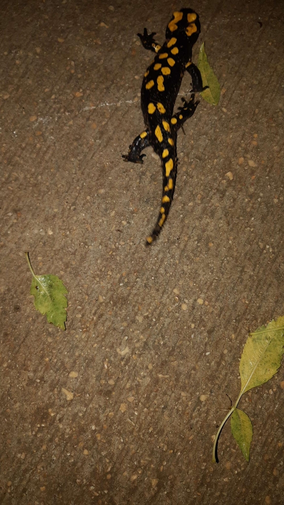 Salamandra infraimmaculata  photographed by רמדאן עיסא 