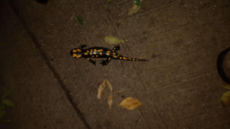 Salamandra infraimmaculata  photographed by רמדאן עיסא 