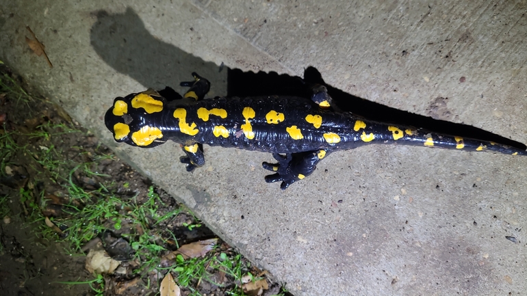 Salamandra infraimmaculata  photographed by רמדאן עיסא 