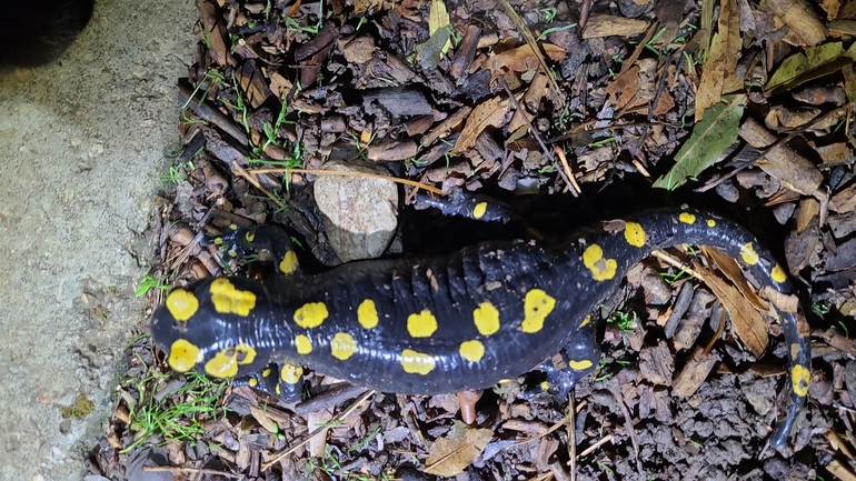 Salamandra infraimmaculata  photographed by רמדאן עיסא 