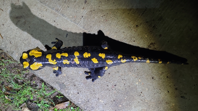 Salamandra infraimmaculata  photographed by רמדאן עיסא 