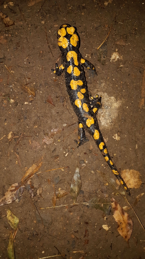 Salamandra infraimmaculata  photographed by רמדאן עיסא 