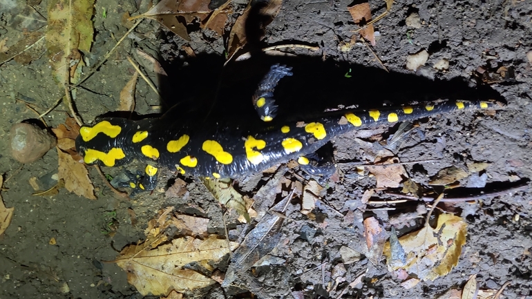 Salamandra infraimmaculata  photographed by רמדאן עיסא 