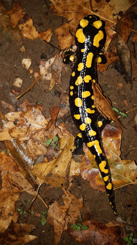 Salamandra infraimmaculata  photographed by רמדאן עיסא 