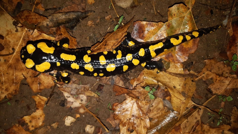 Salamandra infraimmaculata  photographed by רמדאן עיסא 